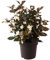 Weigela, Ebony and Ivory, zweifarbige Blüten, Zierstrauch, pflegeleicht, Gartenpflanze, winterhart, dekorativ, Sommerblüher, Heckenpflanze