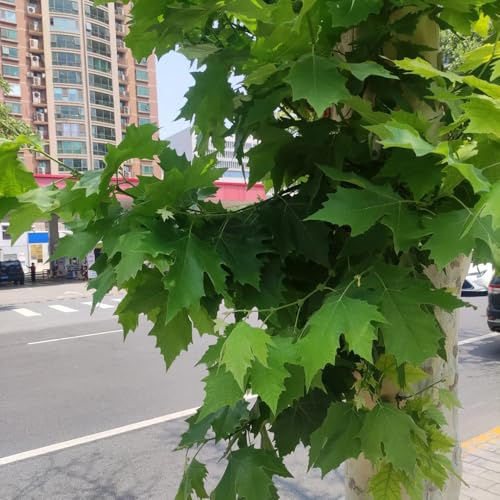 Plátano - Platanus acerifolia - Minijardín orgánico con de oficina de interior decoración sala estar comprars interior resistentes en macetas al aire 60semillas