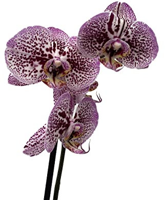 Orquidea phalaenopsis natural LILOSA - 60 cm altura- 2 varas de flores - Planta viva de interior