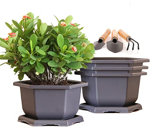 MissFox Bonsai skål med underlägg, 4 stycken 15 cm blomkruka plast med bricka och mini trädgårdsverktygsset, bonsaiskål sexkantig växtkruka för inomhus- och utomhusbruk