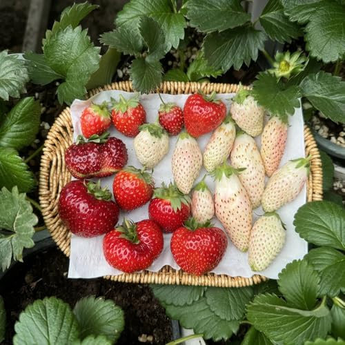 erdbeer samen mehrjährig,erdbeersamen - winterharte pflanzen für balkon, säulen obstbäume erdbeeren samen zwergobstbäume, samen hochbeet hochbeete für garten, pflanzensamen hochbeet 500pcs