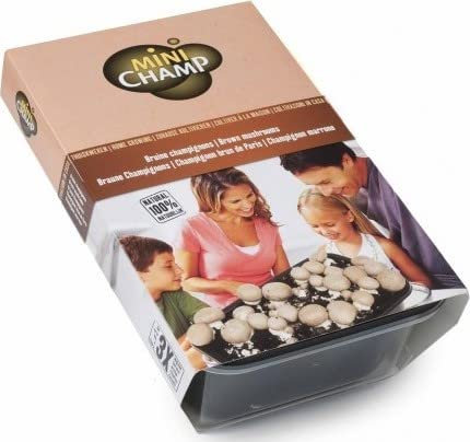 Minichamp Kit Champignons de Paris Gris à Faire Pousser