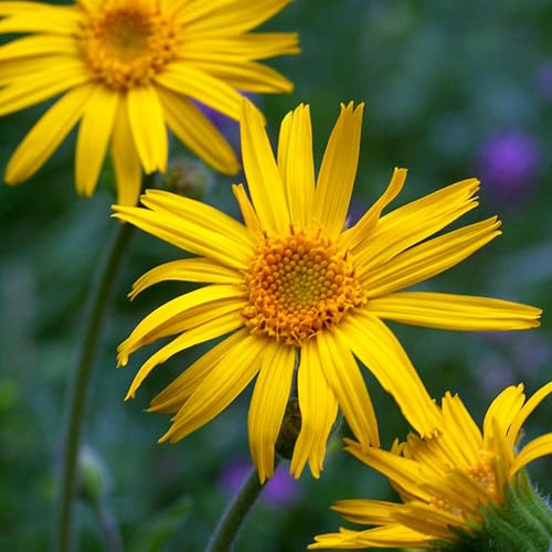 Semi di arnica perenne, Arnica montana, semina autunnale, campo perenni resistenti 500pcs