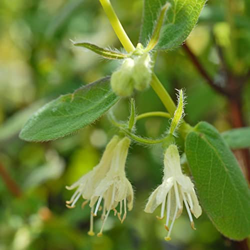 Suttons Hardy Perennial Honeyberry ‘Myberry Bee’ Lonicera, Edible Deciduous Flowering Shrub, Ideal for Cottage Gardens, Patio, Kitchen Gardens and Containers (1 x 3.6 Litre Pot)