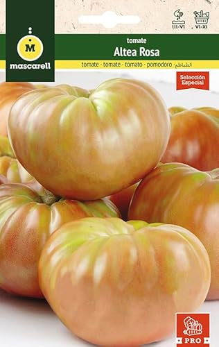 Mascarell Semillas, TOMATE, Semillas Huerto, TOMATE ALTEA ROSA, Crea tu Propio Huerto Urbano y Cultivo en Casa, Plantas Hortícolas, 0,1 Gramos