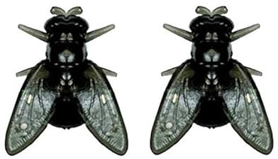 Boucles d'oreilles mouche réalistes pour femme, mini boucles d'oreilles personnalisées en forme de mouche, boucles d'oreilles en forme d'animal fictif (Black)