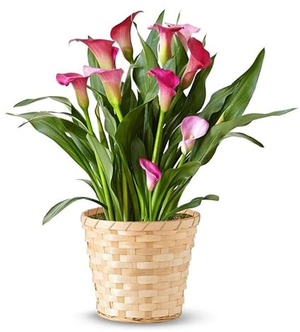 From You Flowers - Pink Calla Lily Potted Plant for Birthday, Anniversary, Get Well or Celebration