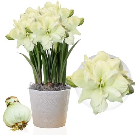 Amaryllis Marilyn, 1 bulbo di grandi dimensioni 26/30, Esclusivo, Bulbi da fiore, piante e fiori dall'Olanda, Autentici Hippeastrum (senza semi, cera e non artificiali)