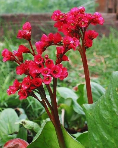 100pcs Fresh Red Bergenia Flower Seeds