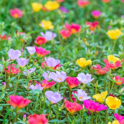 1000 pcs portulakröschen samen winterhart nachhaltige geschenke für frauen moosrosen samen, bonsai topf garten winterhart wildblumensamen mehrjährig winterhart winterharte kübelpflanzen