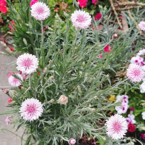semi di fiordaliso - giardino perenni resistenti tappezzanti selvatici esterno 150pcs