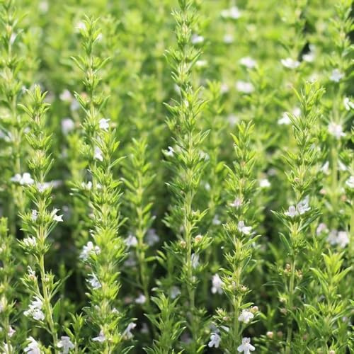 semi di menta biologici resistenti per giardino, decorazione per esterni 400pcs