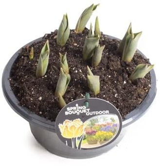 Bulbo Tulipán Flor Natural Mix Color para Casa y Jardín