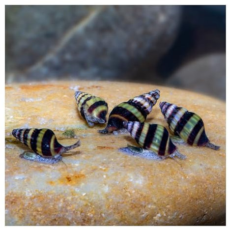 AQ4Aquaristik 5 x Raubschnecke, Clea Helena, Schneckenfresser, Anentome