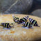 AQ4Aquaristik 5 x Raubschnecke, Clea Helena, Schneckenfresser, Anentome