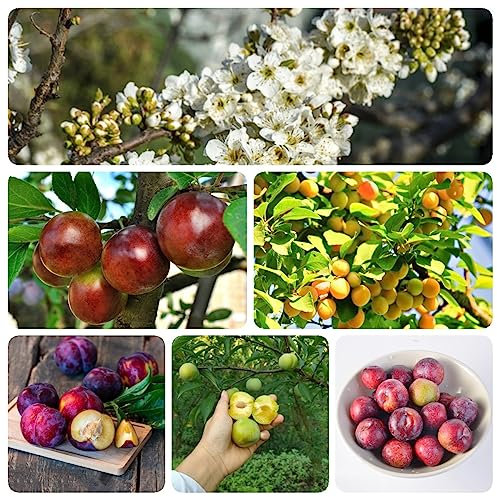 80 Stücke Pflaumenbaum Winterhart Samen, Obstbäume, Obst Frisch, Säulenobst (Prunus Salicina) Seltene Pflanzen - Bonsai Samen Bäume Garten Winterhart, Säulenobstbäume Topfblume Pflanzen,