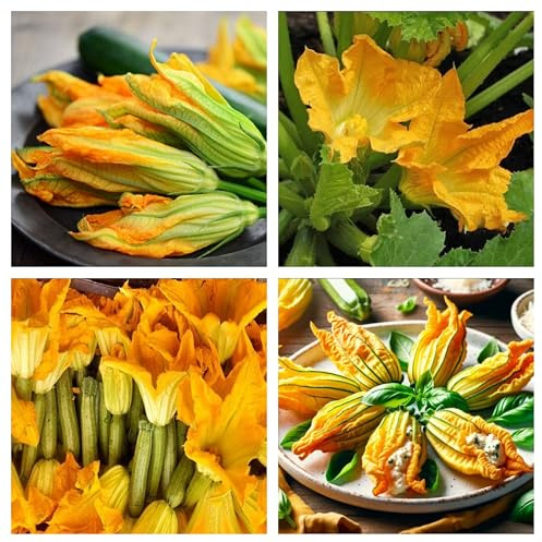 Semi di Zucchino da Fiore per Orto e Coltivazione in Vaso da Balcone, Zucca da fiore, Cucurbita Pepo ricette dello chef