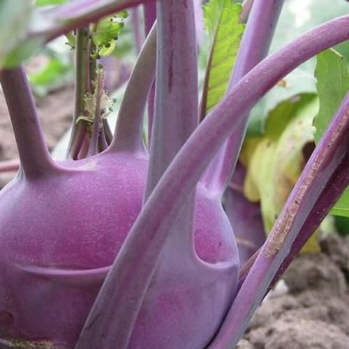 Kohl Rabi Seeds - 200 Purple Delicacy Kohlrabi Seeds - Plant and Grow Your Own Vegetables for Gardens, Pots & Allotments – Suitable for Indoor & Outdoor Planting – Packed in The UK by Meldon Seeds