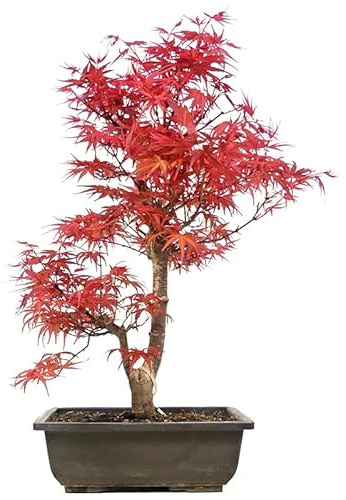 DECOALIVE Bonsái de Interior y Exterior Arce o Acer Palmatum