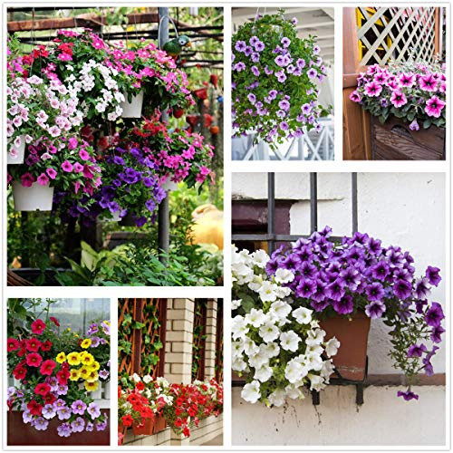 Petunia Seeds80000 + Pcs 'Color-Themed Collection' (Rainbow Colors) Semi di fiori perenni, fiori per tutta l'estate, semi di fiori appesi ideali per vaso