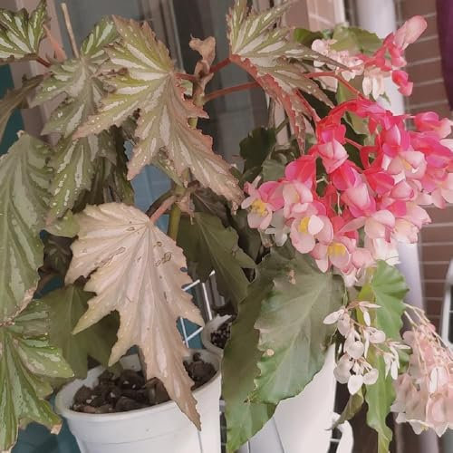 Forellenbegonie Samen - pflanzen garten Begonia maculata - samen alte sorten zimmer pflanze stauden winterhart mehrjährig grünpflanzen zimmerpflanzen grünpflanzen, topfpflanzen indoor 50pcs