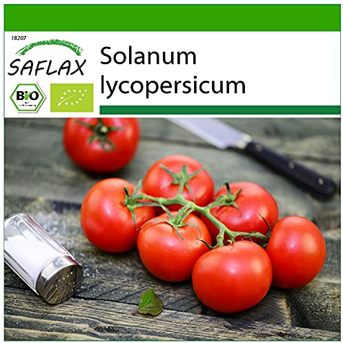 SAFLAX - Ekologiskt - Tomat - Matina - 10 Frön - Med pottsubstrat för bättre odling - Solanum lycopersicum