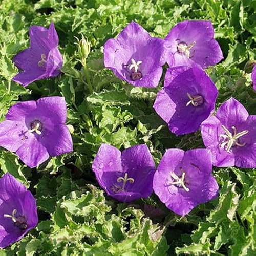 12 unità Campanula Carpatica 'Blaue Clips' - Campanula Vaso 9x9cm ±1 m² - Campanula Blu, Perfetta per Aiuole e Giardini Rocciosi