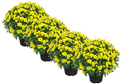 Crisantemos Color Amarillo | Pack de 4 Plantas Naturales | DECOALIVE | Margaritas Amarillas