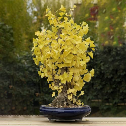 10 pz semi di piante di ginko - Ginkgo biloba - le piante d'appartamento richiedono poca luce, albero di ginkgo, pianta resistente all'esterno piante da interno esotiche piante autunnali