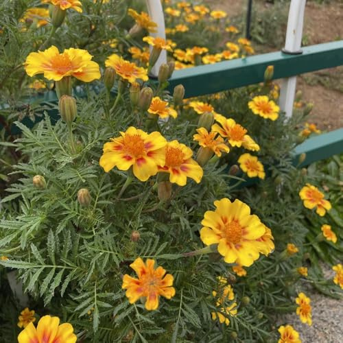 semillas de caléndula ornamentales decoración de caléndula orgánicas de jardín, cortadas de primavera, 100pcs