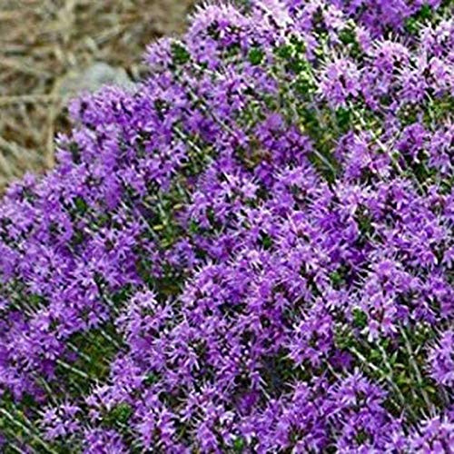 1 Sacchetto Di Semi Di Crescione Semi Di Erbe Perenni Multicolori Resistenti Al Freddo Per Semi Di Piante Da Giardino All'aperto Viola chiaro Semi di Aubrieta