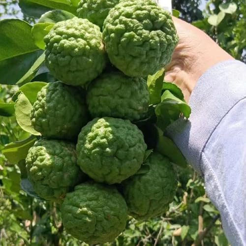 semillas de lima kaffir - decoración de plantas de árboles frutales plantas frutales jardín de plantas de jardín para hombres, fruta columnar plantas resistentes para balcones, 10pcs
