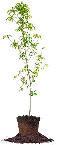 Perfect Plants Belle of Georgia White Peach Tree 4-5ft. Tall | Large Fruit | Heavy Producer | Self Fertile