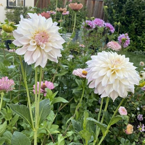 Bulbi di dalia, resistenti al freddo e alla siccità, colori misti, adatti per giardini e terrazzi-2bulbi-C