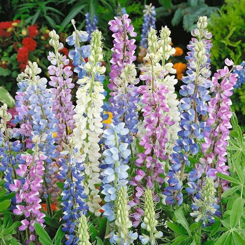 Lupin Wild Flower Seeds, Lupin Hartwegii 'Avalune' Mix Cottage Garden Annual Dwarf, Bushy Plants 200 Count