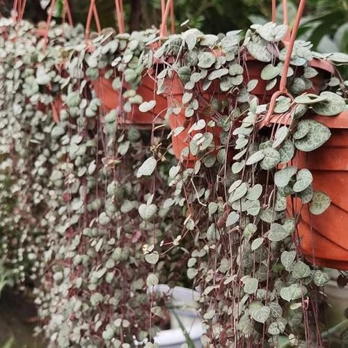 leuchterblume ceropegia woodii samen steingartenpflanzen winterhart luftreinigende zimmerpflanzen dachbegrünung, sukkulenten samen winterharte pflanzen für balkon pflanzen hängend, 150pcs
