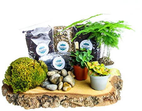Premium Closed Terrarium Kit (Size M) – Create a Lush DIY Terrarium with 3 Live Plants, Moss, Soil & Charcoal – Designed for Use with Your Own Glass Jar up to 8 Litres