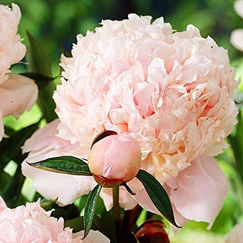 COOTO Jardin Bulbe de Piovine – Pivoine de Chine Solange – Plante Exterieur Fleurs Pivoine - Plantes Vivaces Pivoine a Planter - Pivoine Graine Fleur - Bulbes de Fleurs Pivoines