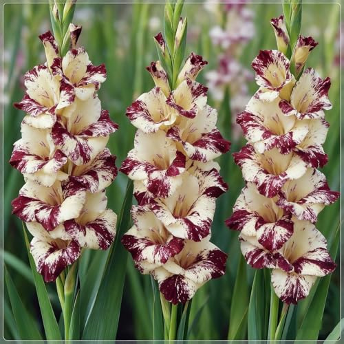Rizoma de gladiolos perenne, Decuado para plantar al aire libre, Diseño de paisaje, Plantación de otoño-5 Rizomas-f