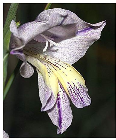 Exotic Plants Gladiolus carinatus - Schwertlilie - 10 Samen