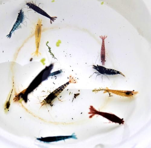 Garnelen Mix Bunte Mischung 10 Stück Shrimpfarm-Frankfurt