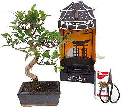 PACK INICIACIÓN BONSAI NATURAL DE INTERIOR DE FICUS RETUSA 6 AÑOS INCLUYE TIJERAS 120MM Y ABONO ECO