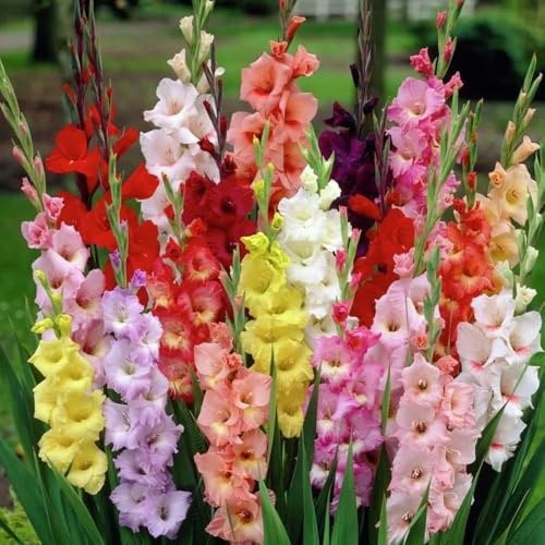 gladiolenzwiebeln winterhart mehrjährig - stauden deko wohnzimmer indoor garten 7pcs