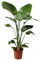 Plant in a Box - Strelitzia Nicolai - Pokon - Weißer Paradiesvogelblume - Zimmerpflanze - Topf 21cm - Höhe 90-110cm