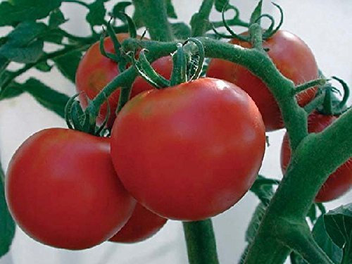 Cimmaron Lechuga Romana Semillas 200 Semillas de la Herencia Profunda Encanto Color Rojo