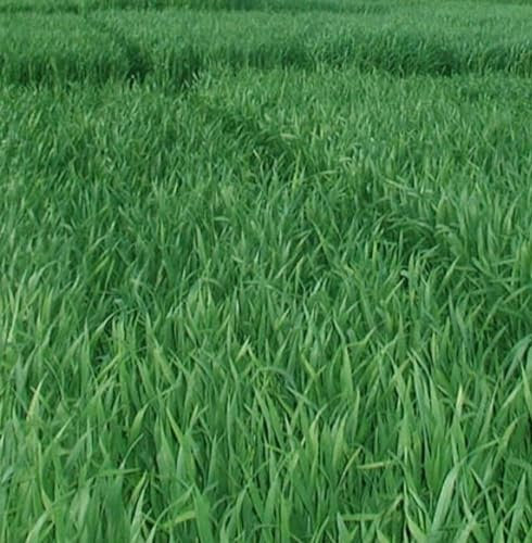 Grazing Rye Seed 200g Green Manure s/l (Nitrogen Holder and Grows in Cold Soil) SLMH