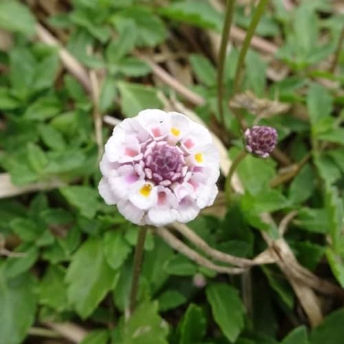 Semillas de verbena de alfombra perenne, Decoración jardín para exteriores semillas silvestres productos sostenibles cobertura del suelo pradera jardín 150pcs