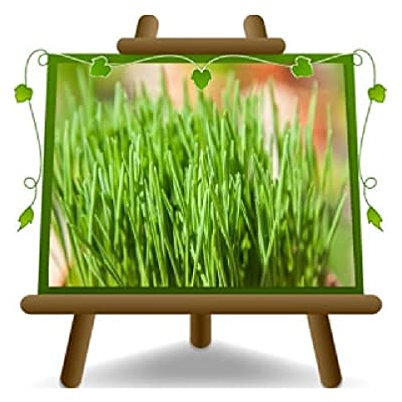 EURO PLANTS VIVAI Erba Cipollina - Pianta Aromatica su Vaso da 14 cm