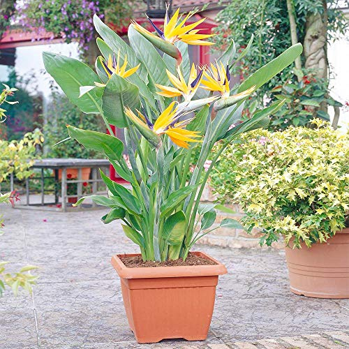 Strelitzia Plante d’intérieur – Oiseau de paradis en pot 12 cm