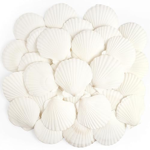 DasKid 20PCS Large Sea Shells, 6–8CM Natural White Scallop Shells for Crafts, DIY Vase Filler, Fish Tank Decor, Beach Decorations, Baking & Home Décor
